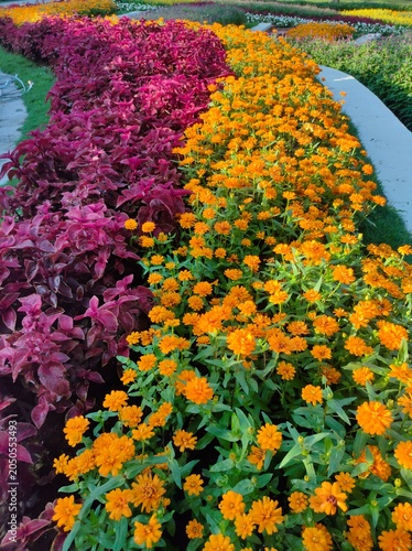 Border plants with rows of bright red and yellow flowers