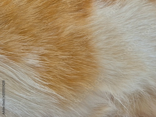 Fotografie Macro Texture Background of Soft Orange Ginger and White Cat Fur