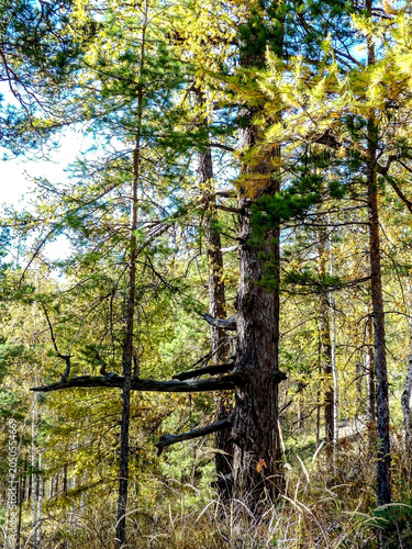 old yellowing larches in autumn in the forest