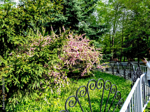 beautiful sakura blossomed in the city garden