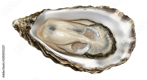 Oyster shell open nobody, isolated on white background