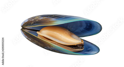 Mussel shell opened, nobody, close-up, isolated on white background