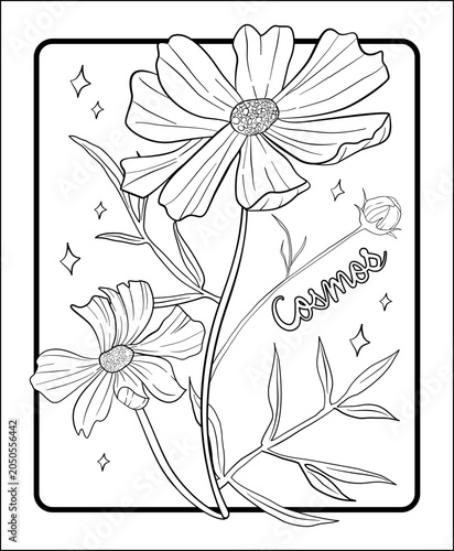 Cosmos flower lineart illustration for coloring book