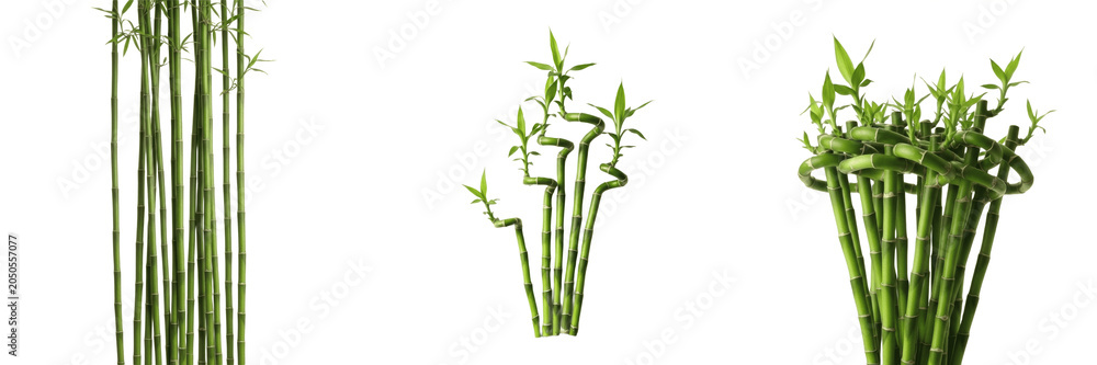 Obraz premium Set of Three Decorative Lucky Bamboo Plants Isolated on White Background, Realistic Green Bamboo Stalks and Foliage PNG Clipart for Zen Spa, Interior Design, Eco-Friendly Branding, and Wellness Concep