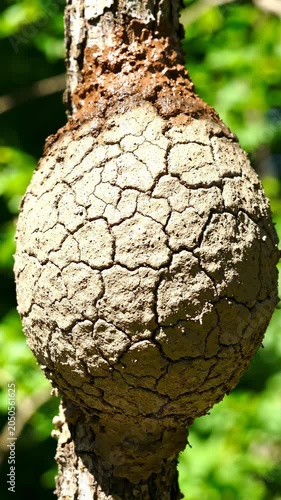 A large burl on a tree trunk.