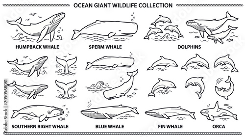 Billede på lærred Ocean Giant Wildlife Collection: Whales and Dolphins Illustrations