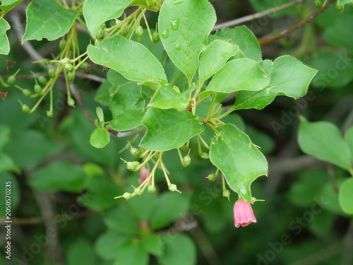 Bild auf Leinwand Pink Bell-shaped Flowers of Enkianthus campanulatus in Early Summer, Japan