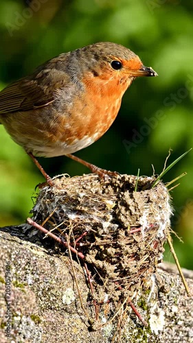 A small bird perched on a nest.