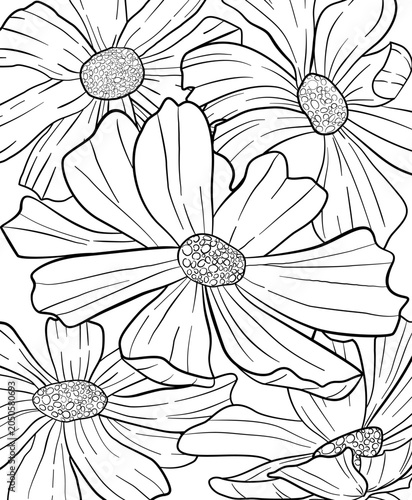 Cosmos flower line art illustration for coloring book