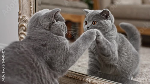 Adorable British Shorthair Kitten Playing with Mirror Reflection in Home Setting - Pet Care & Companion Animal Content