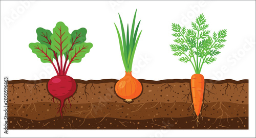 Obraz na plátně Beet onion and carrot growing in soil vector illustration