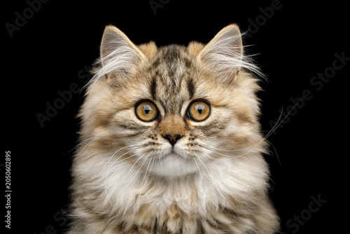 Foto Fluffy british longhair cat close-up portrait looking direct into camera isolate
