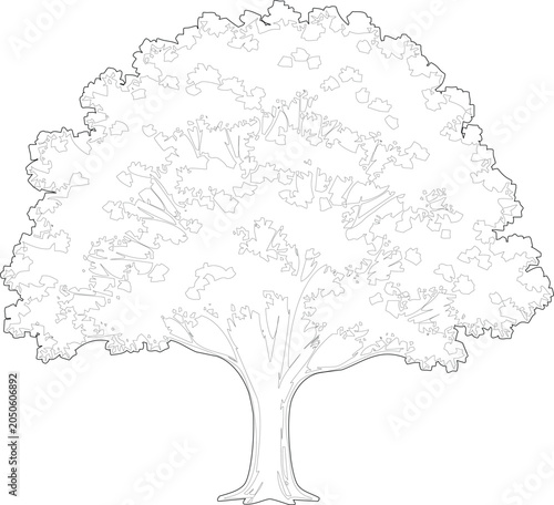 Foto Large broadleaf tree, full crown, sturdy trunk, black and white line art illustration, isolated on transparent background for design