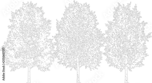 Foto Three stylized deciduous trees rendered in detailed line art showcasing dense leafy canopies and sturdy trunks on a transparent background