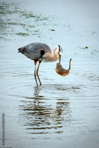 A great blue heron stands in shallow water holding a freshly caught stingray in its beak. 