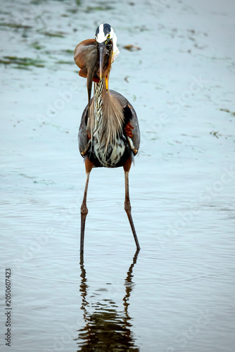 A great blue heron stands in shallow water holding a freshly caught stingray in its beak. 