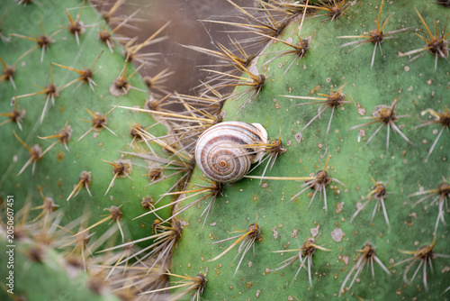 Snail Navigates a Spiny Cactus
