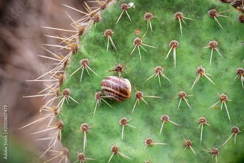 Snail Navigates a Spiny Cactus
