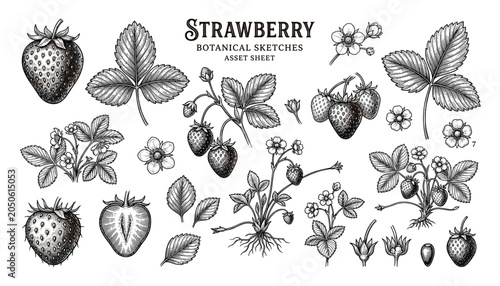 Botanical sketches of strawberry plants, fruits, flowers, and leaves in vintage engraving style on transparent backgrounds, vector asset.