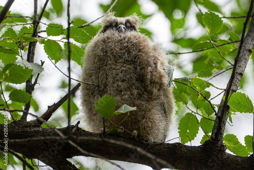 Cute fluffy baby long-eared owl (Asio otus) sleeping on a tree branch in the wild.