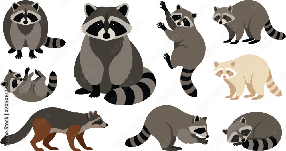 Fototapeta premium Raccoon Species Vector Illustration Featuring Gray, Brown, Cream Variations in Sitting, Standing, Walking, and Reaching Poses