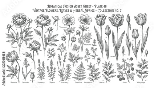 Botanical design asset sheet plate 48, vintage flowers, leaves, herbal sprigs collection transparent vector.