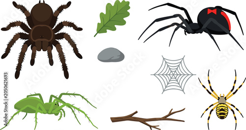 Canvastavla Spider Species Vector Illustration Featuring Tarantula, Black Widow, Striped Spi
