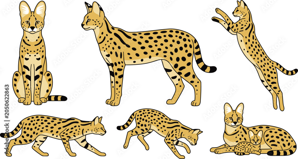 Obraz premium Serval Vector Illustration Featuring Sitting, Standing, Leaping, Crouching, Walking, and Resting Poses