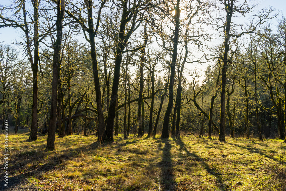 Fototapeta premium Cooper Mountain Nature Park, Beaverton, Oregon