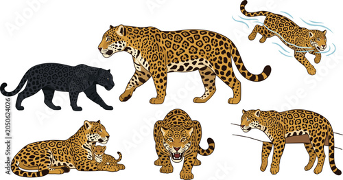 Bild auf Leinwand Jaguar Vector Illustration Featuring Walking, Leaping, Lying, Growling, and Mela