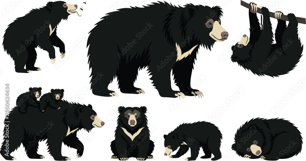 Fototapeta premium Sloth Bear Behavior Vector Illustration Featuring Roaring, Walking with Cubs, Hanging, Sitting, Sniffing, and Resting Poses
