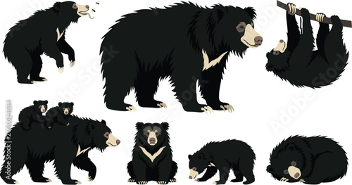 Schilderij op canvas Sloth Bear Behavior Vector Illustration Featuring Roaring, Walking with Cubs, Ha
