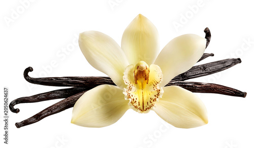 Vanilla Orchid Flower Botanical Blossom Isolated