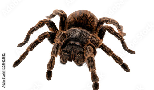 Realistic Tarantula Spider Wildlife Insect Isolated