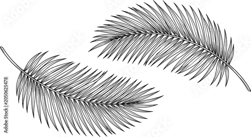 Detailed hand drawn palm leaves in sketch style.