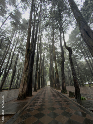 Schilderij op canvas Tall trees inside Carmelite convent grounds, Desierto de los Leones, Mexico City
