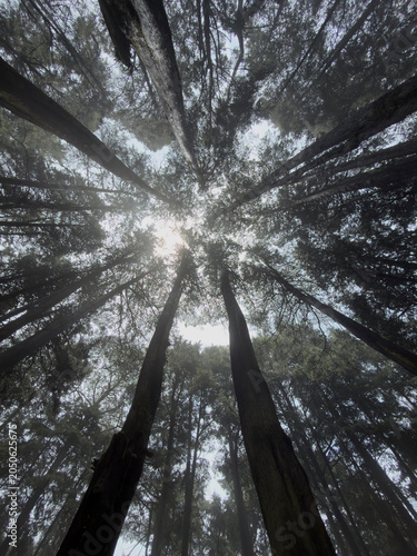 Foto Sunbeams through tall trees in Carmelite convent grounds, Desierto de los Leones
