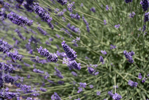 Purple Lavender Flowers in Bloom, Close-Up