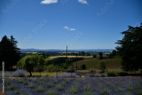 Lavender Field with Tualatin Valley Vista and Blue Sky, Oregon