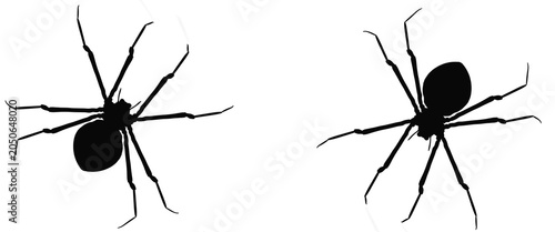 Fotografie Black spider silhouettes on white background, creepy crawly arachnid set of two,