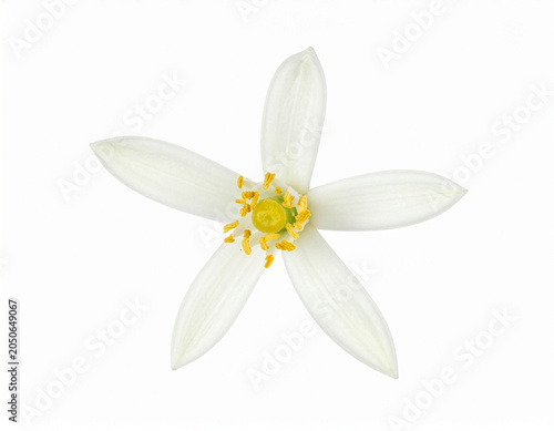 Lemon blossom isolated on white background