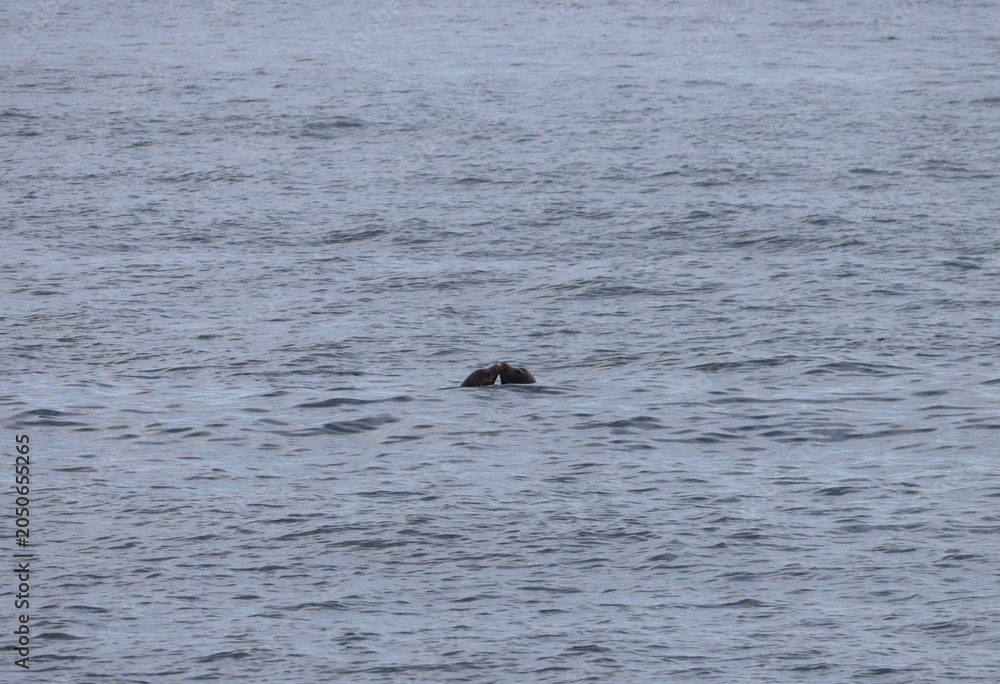 Obraz premium Sea lions surfacing a rippled gray ocean, isolated in the center of a wide, minimal seascape.