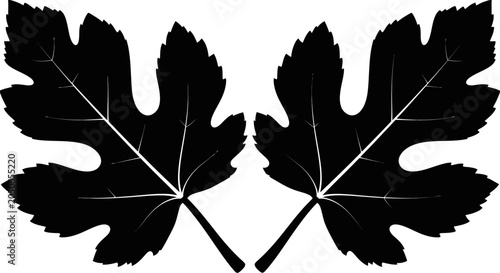Two Black Fig Leaves Silhouette Isolated on White Background
