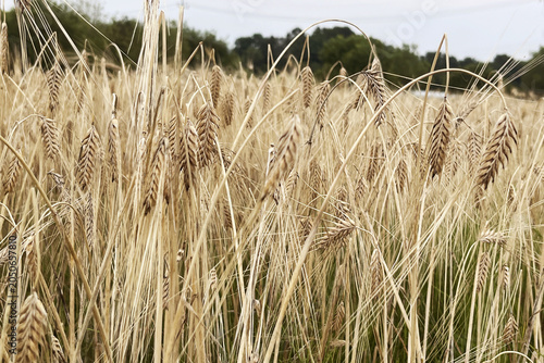 Close-up of golden barley ears in a rich plantation before harvest