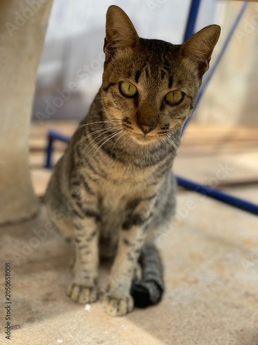 Cute domestic cat looking at camera, close up portrait of a single beautiful pet sitting at home.