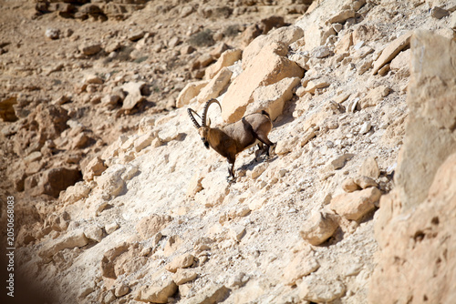 Male Nubian Ibex