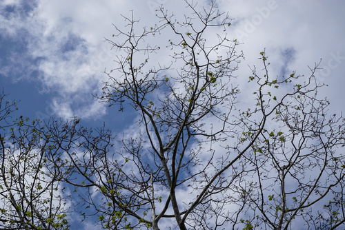 Photos Native topical trees growing in tropical climate helping with soil erosion do to