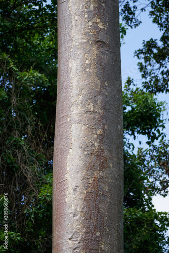 Photos Native topical trees growing in tropical climate helping with soil erosion do to