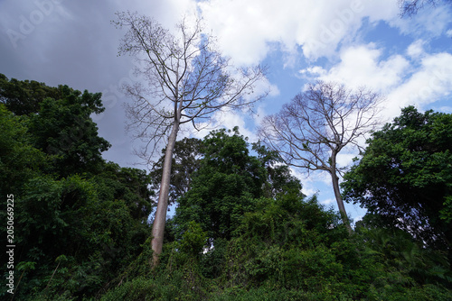 Fotografie Native topical trees growing in tropical climate helping with soil erosion do to
