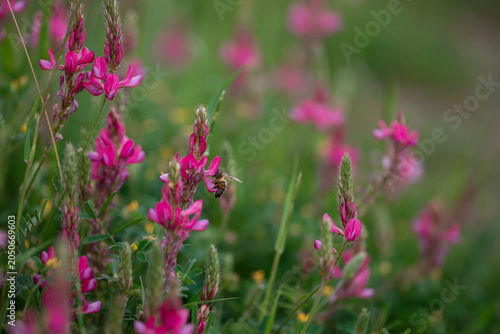 Bees gather pollen from pink flowers in a natural field